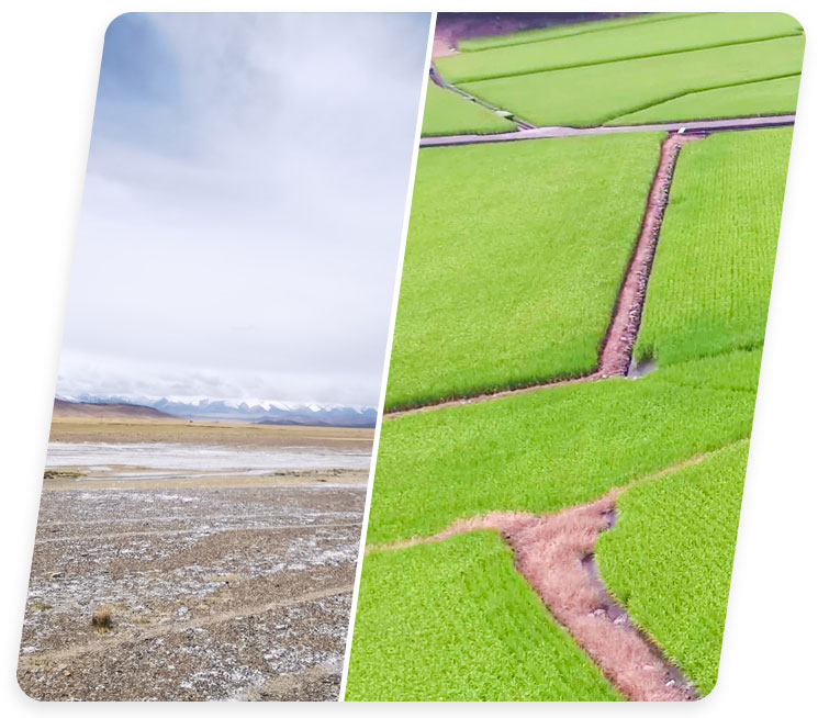 內蒙古鹽堿地改良